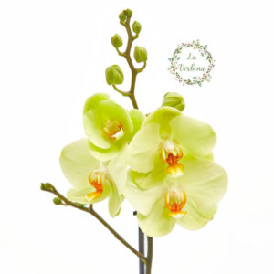 Orquídea Amarilla - 1 vara