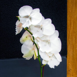 Orquídea Blanca - 1 vara
