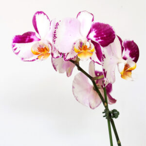 Orquídea Lila - 1 vara